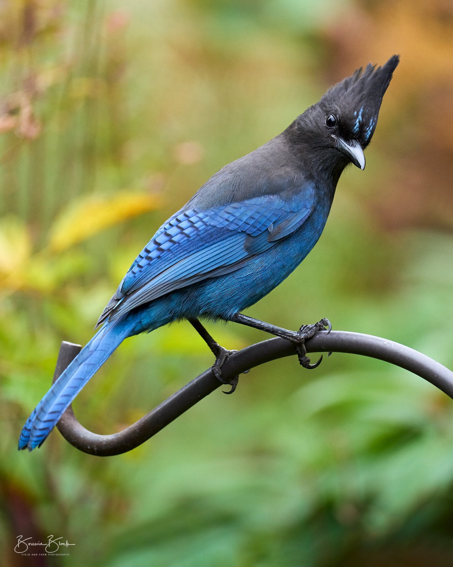 Stellar's Jay