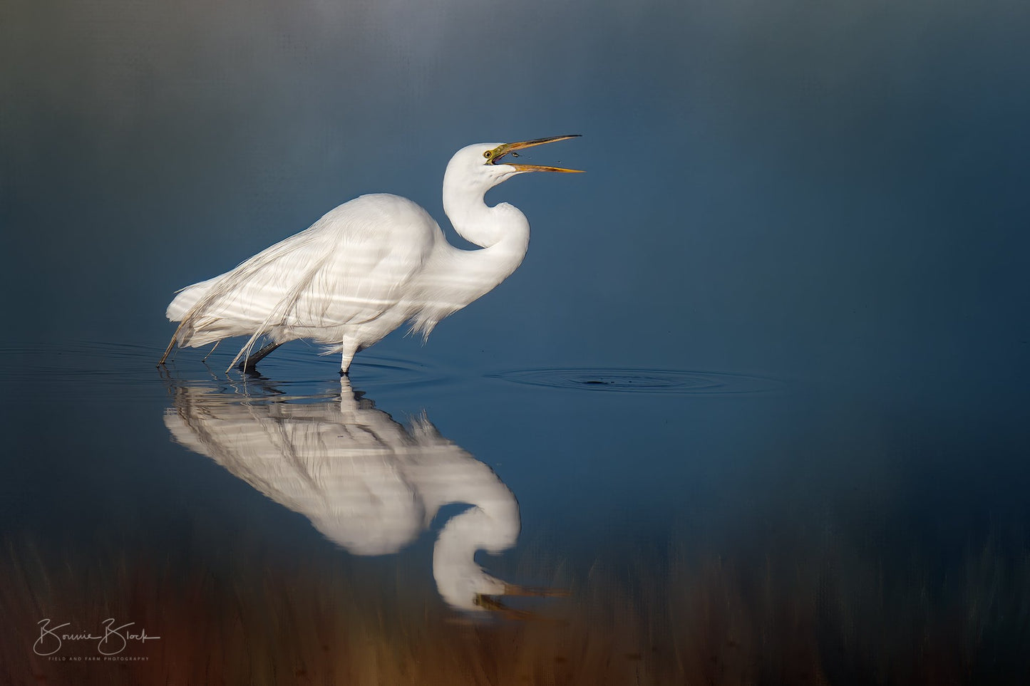 ***SOLD***Prints available, original Bonnie Block - Great Egret 12X18 Fine Art Encaustic Photo on Wood Panel