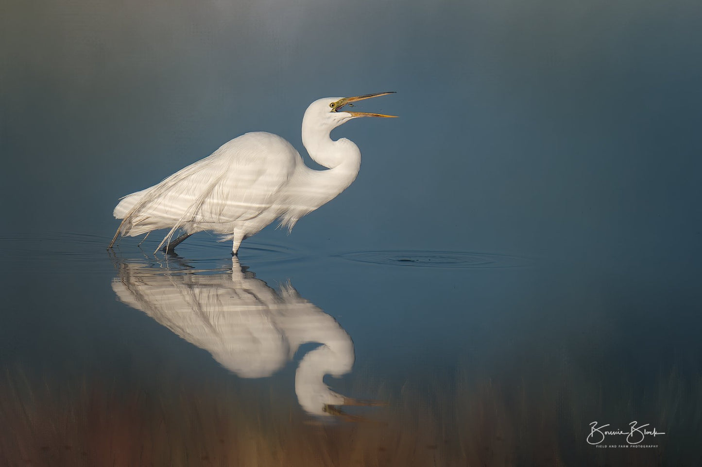 Great Egret - Malhuer NWR, Oregon