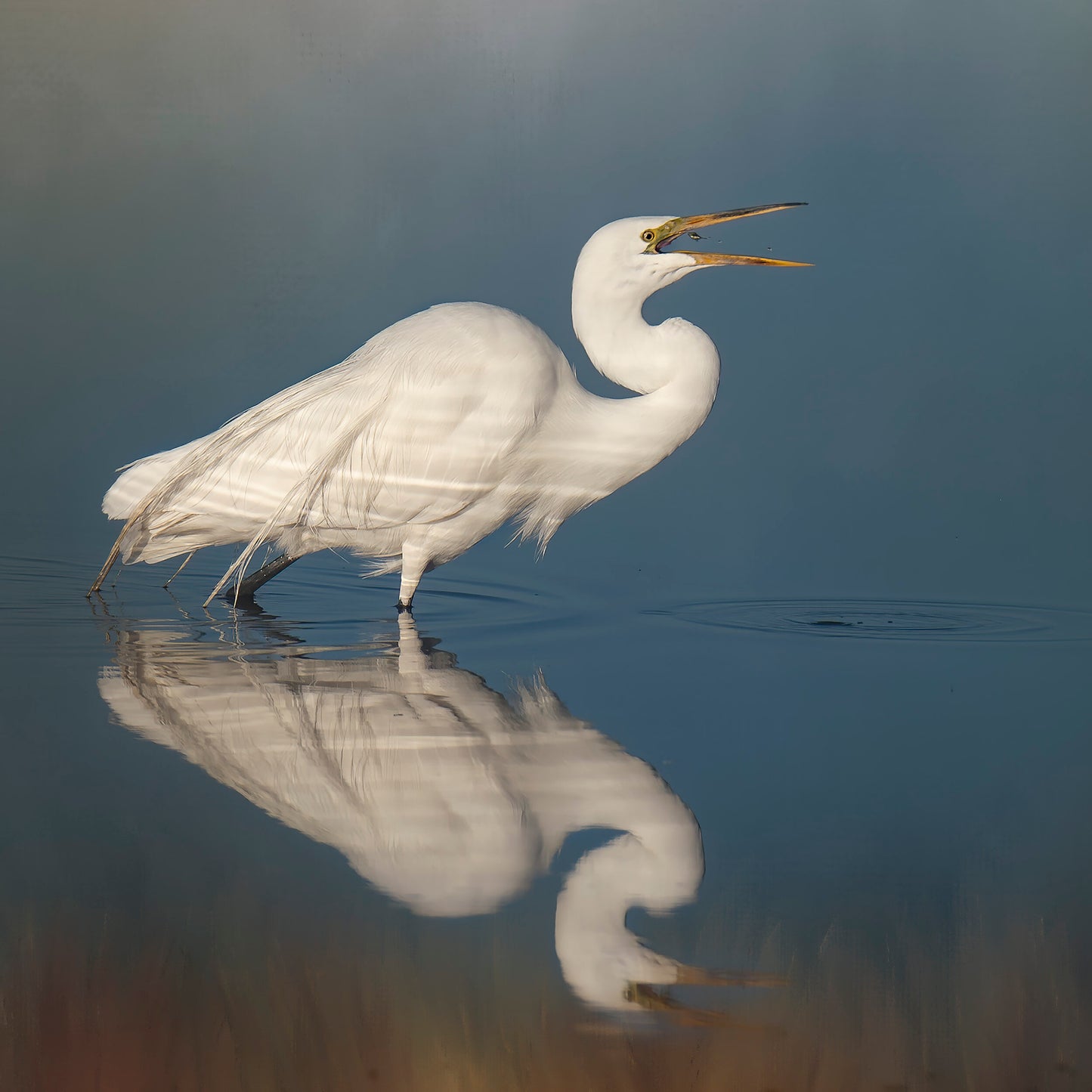 Bonnie Block - Great White Egret #7855, 10x10 Fine Art Encaustic Photo on Wood Panel