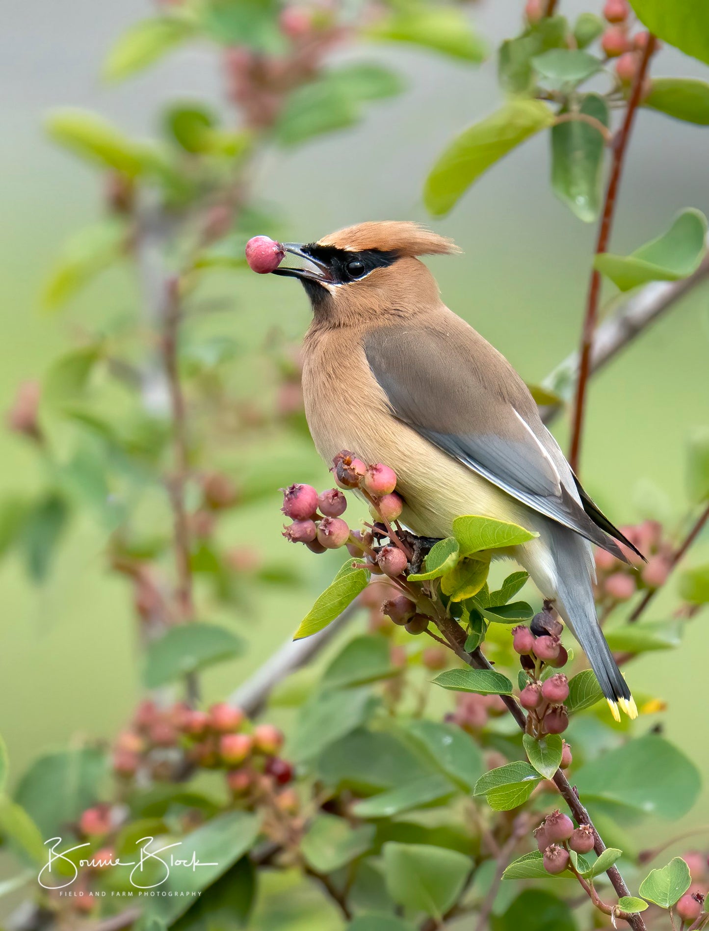 Bonnie Block - Cedar Waxwing 10X8 Fine Art Encaustic Photo on Wood Panel