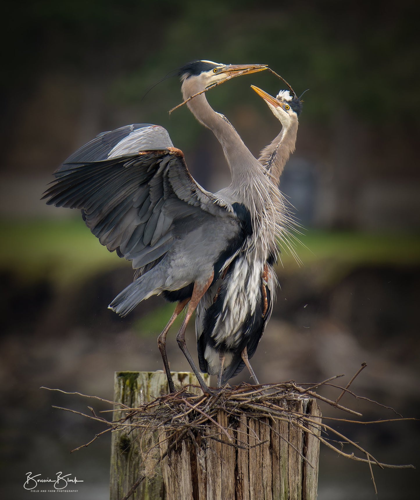 Bonnie Block - Prints available, Great Blue Herons 9X12 Fine Art Encaustic Photo on Wood Panel **SOLD**