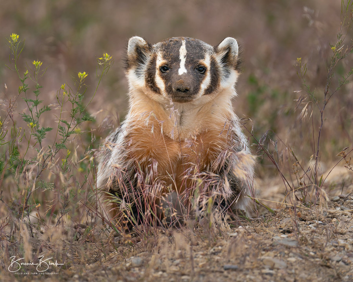 Badger - Malhuer NWR, Oregon