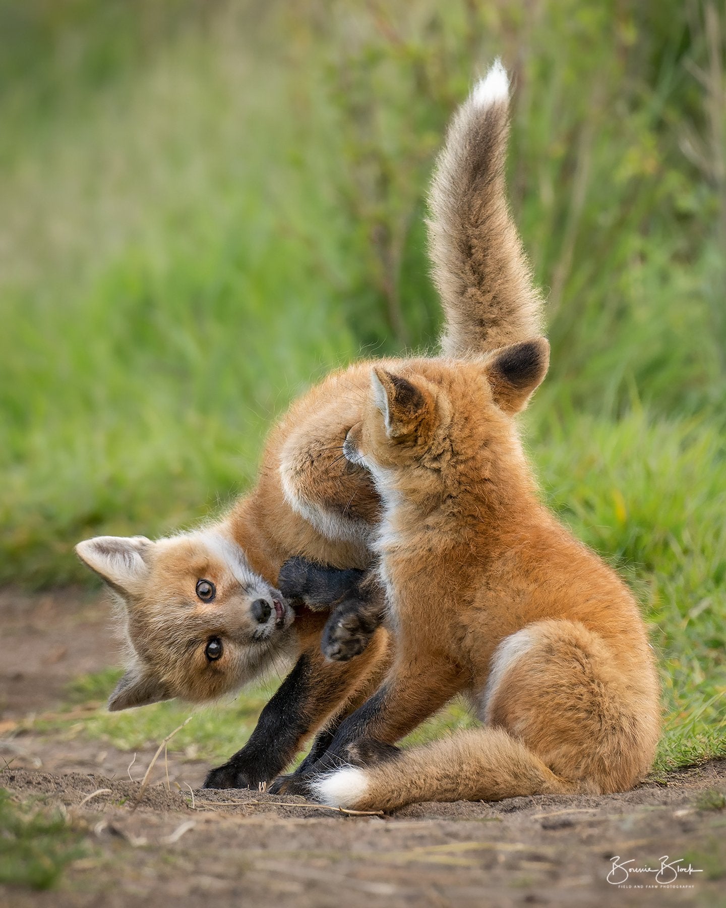 Red Fox Kits No. 1