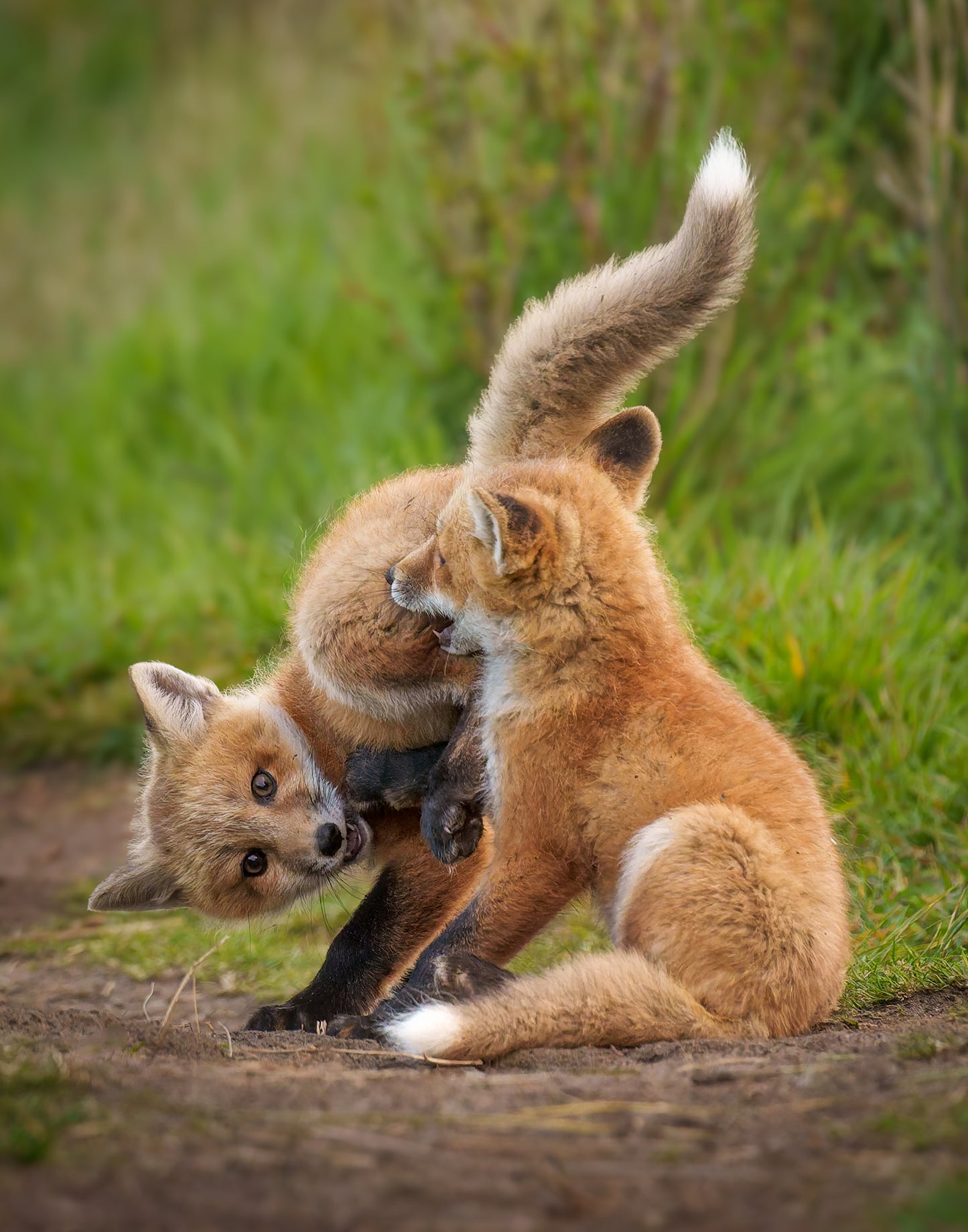 Bonnie Block - Red Fox Kits, 14 x 11 Metal Print