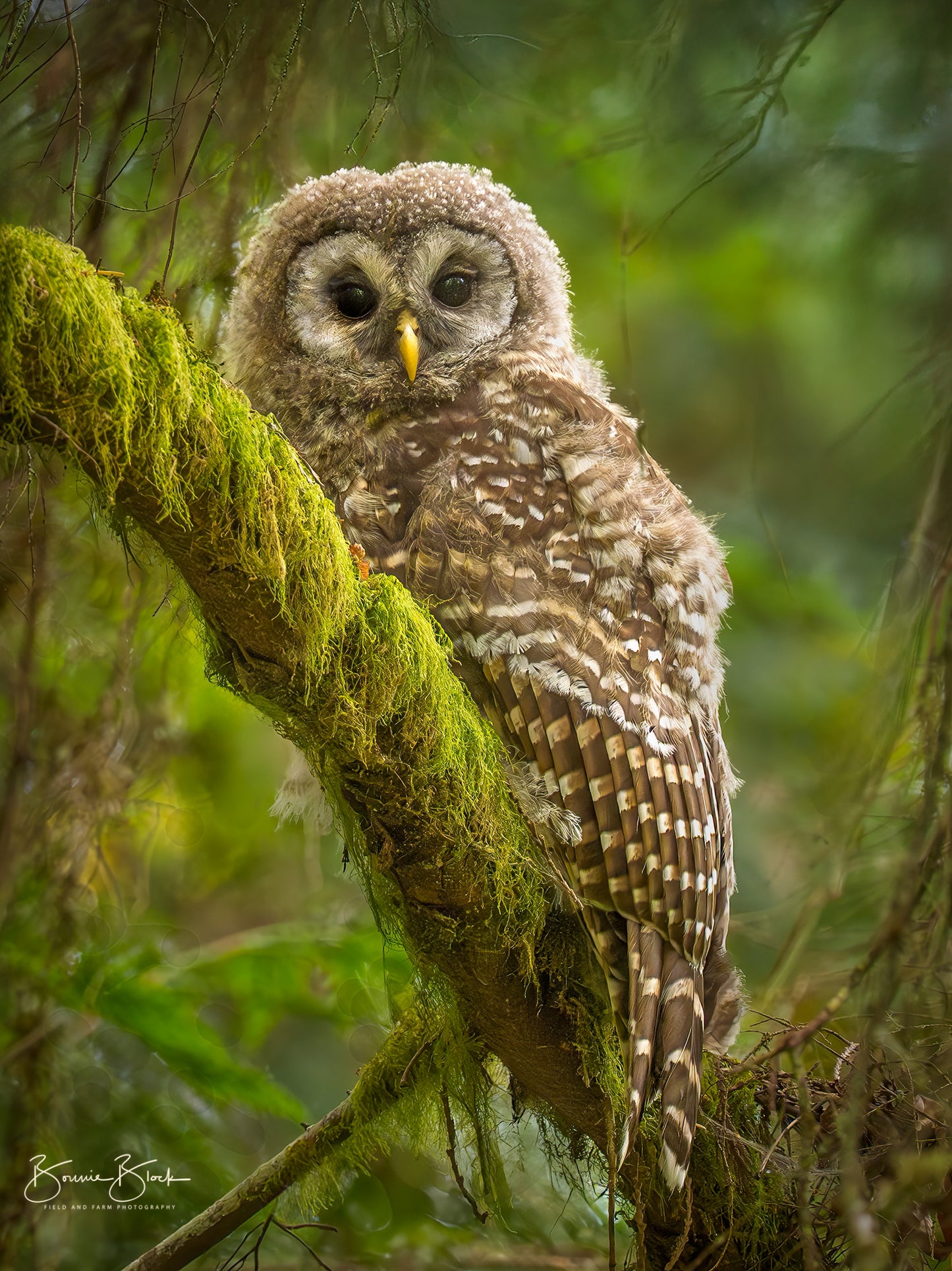 Bonnie Block - Baby Barred Owl, Fine Art Encaustic Photo on Wood Panel, 12x9