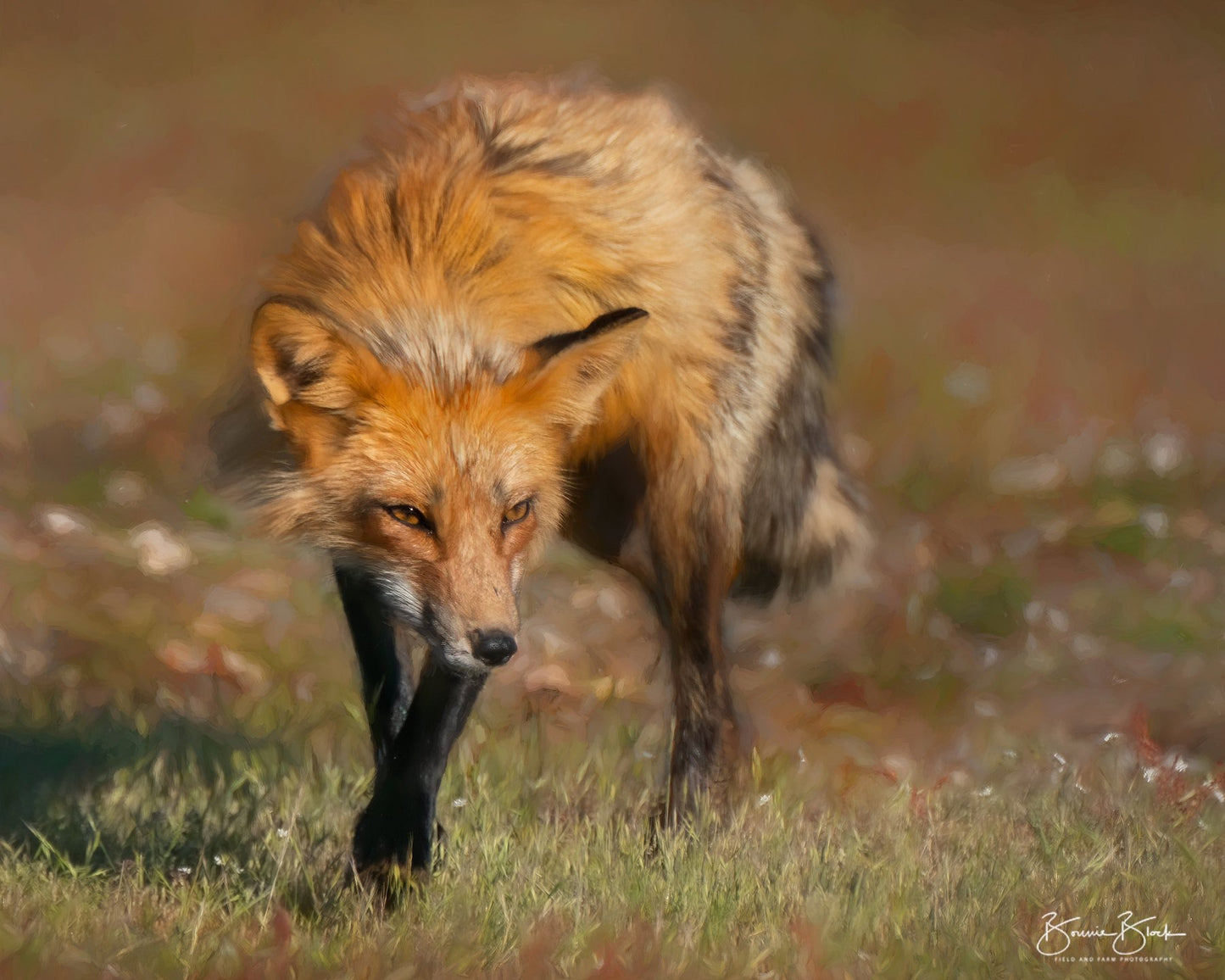 Red Fox Vixen