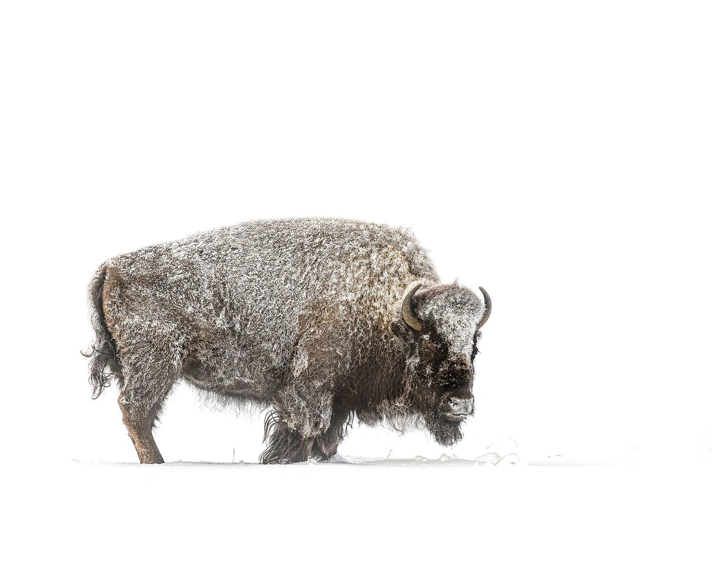 ***SOLD*** Bonnie Block -Yellowstone Winter (Bison), 16X20 Fine Art Encaustic Photo on Wood Panel
