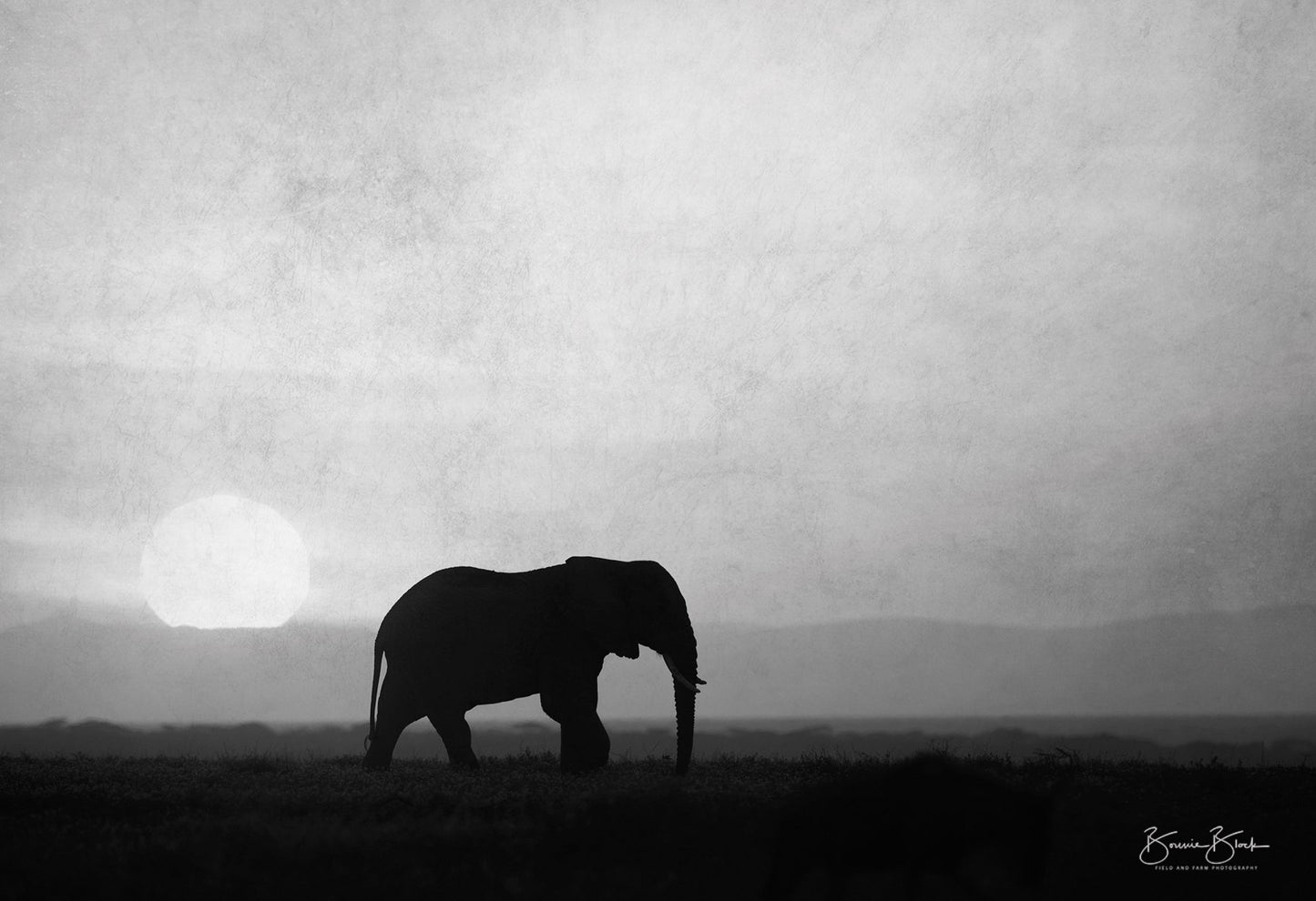 African Dawn - Tanzania (B&W)