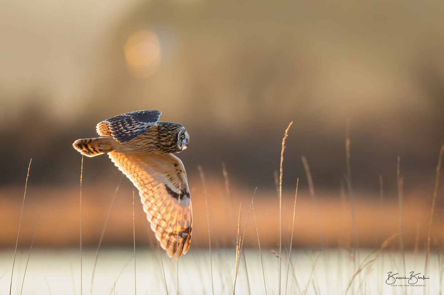 Short Eared Owl No. 5