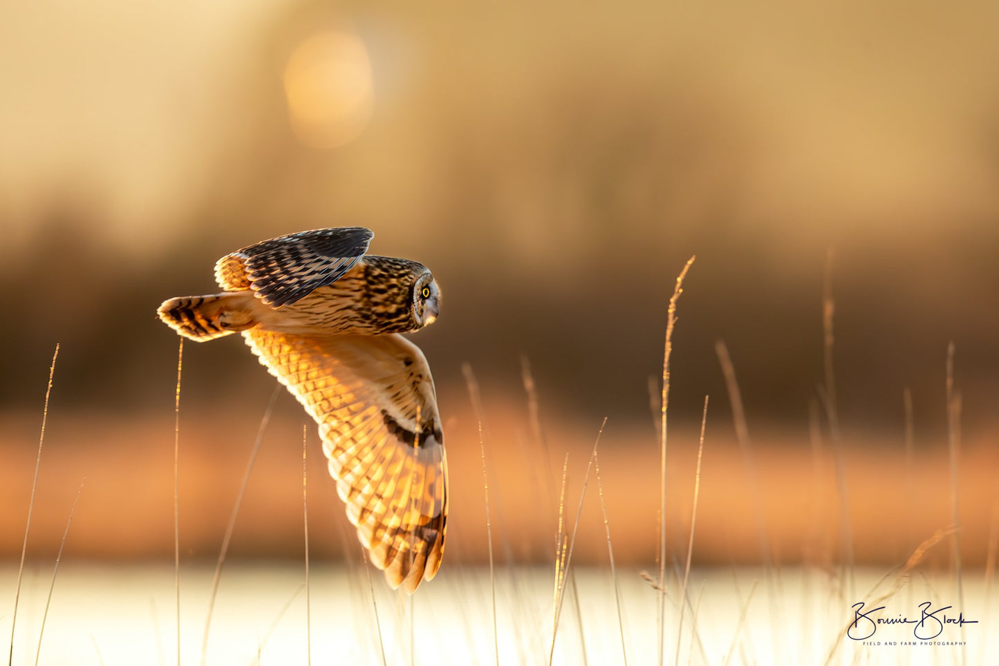 Bonnie Block - Short Eared Owl in Flight, Fine Art Encaustic Photo on Wood Panel, 12x18