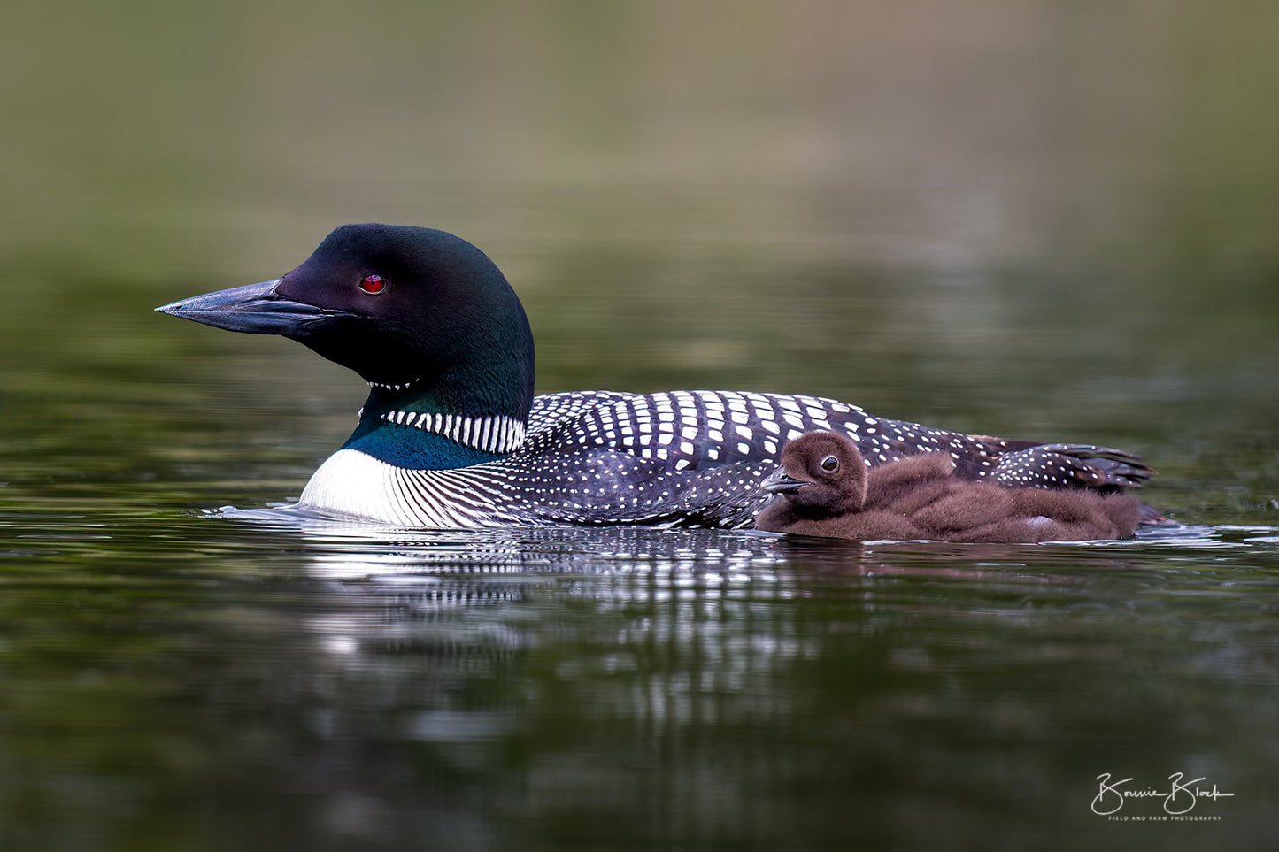 Common Loon and Chick - Lac LeJeune, BC