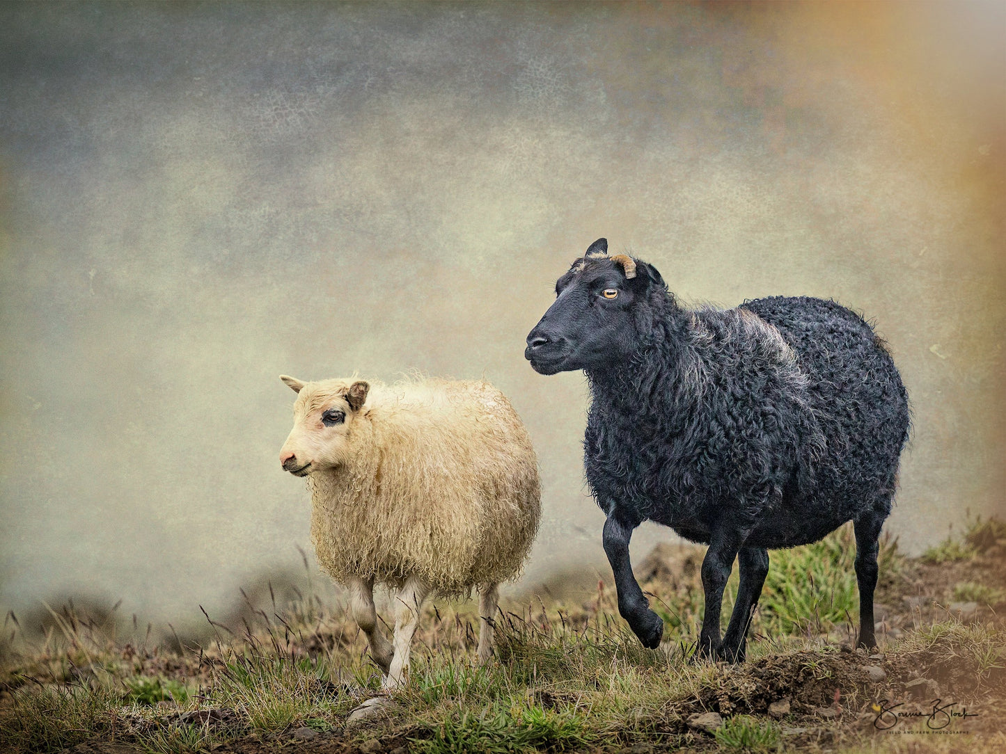 Icelandic Ewe and Lamb - Grimsey Island, Iceland