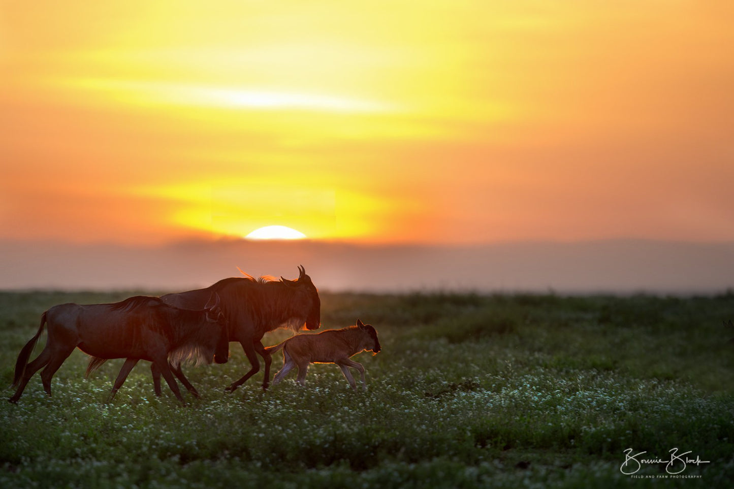 African Sunrise No. 1  Tanzania, Africa Ndutu Plains