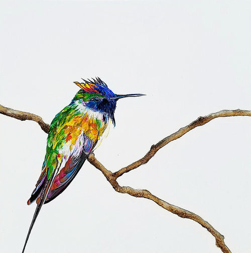 Firecracker - CARRIE GOLLER PRINTS - BIRDS