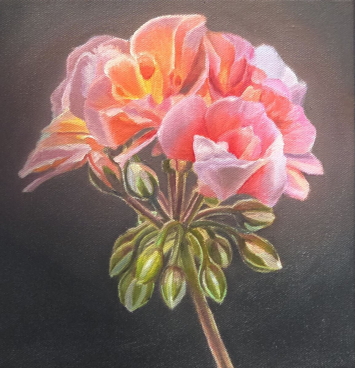 Jody Yashenko - ***SOLD***Geranium, Oil on gallery wrapped canvas, 10x10