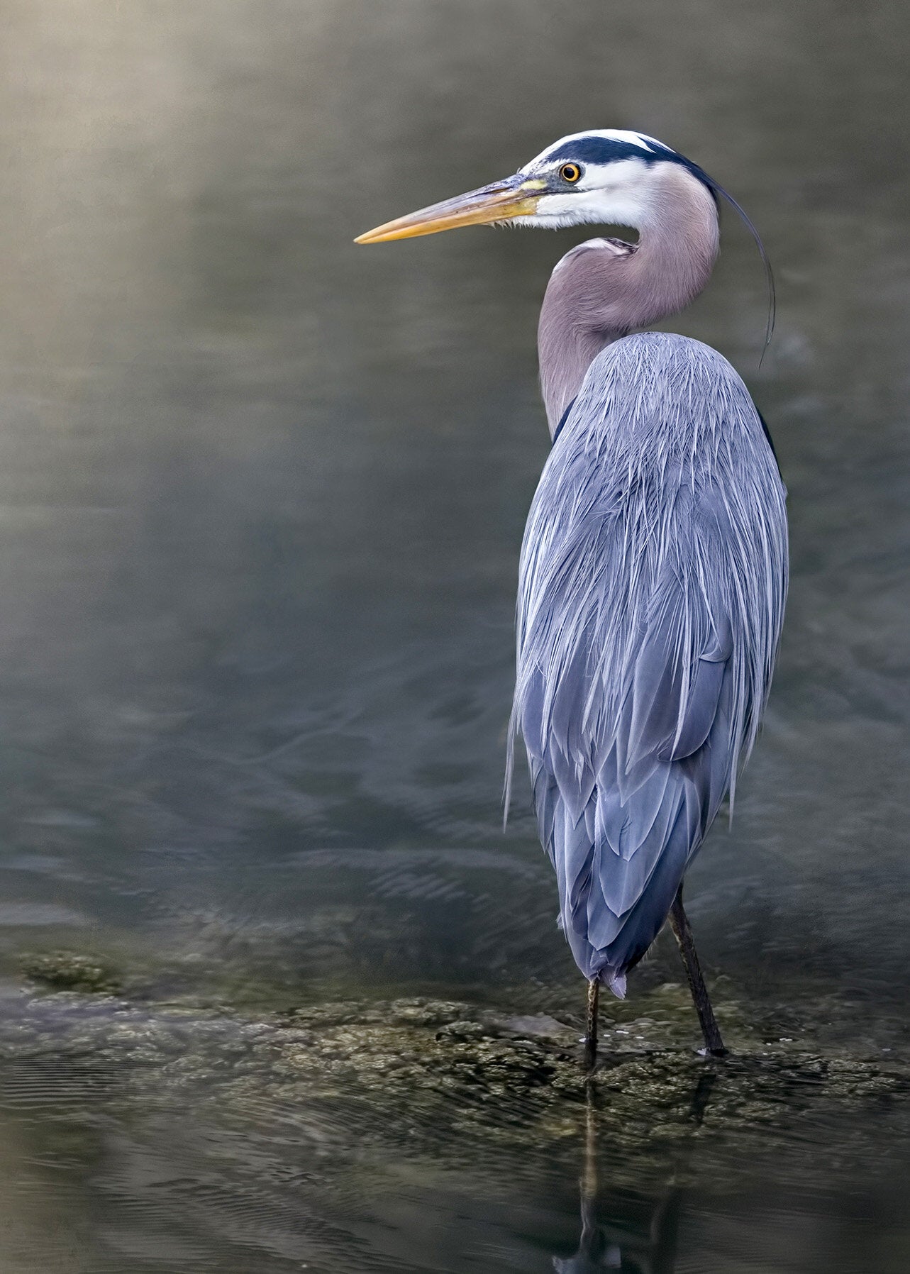 Bonnie Block - Great Blue Heron 1777, 9x12 Fine Art Encaustic Photo on Wood Panel