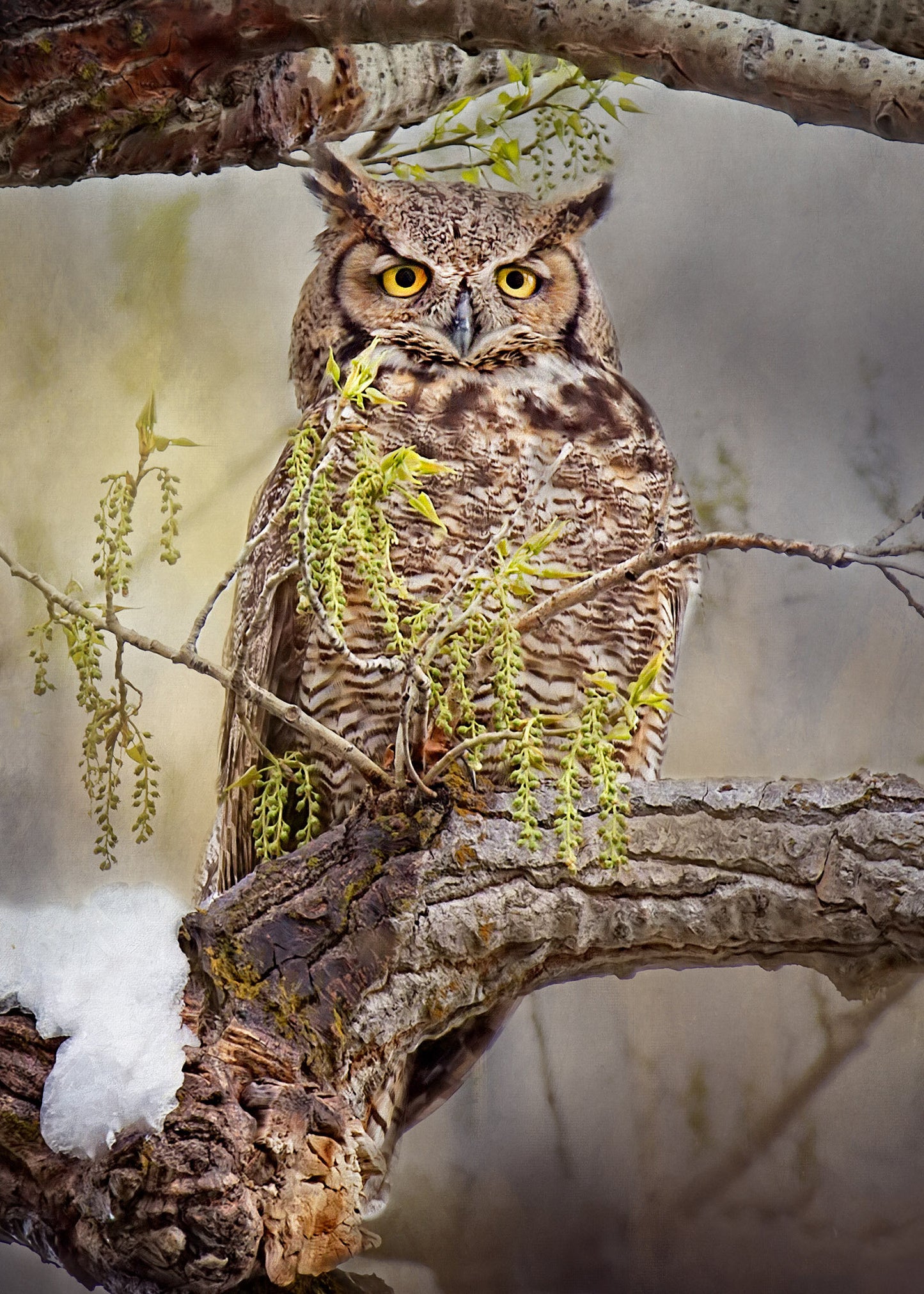 ***SOLD*** Prints Available - Bonnie Block -Great Horned Owl #1216, 5x7 Fine Art Encaustic Photo on Wood Panel
