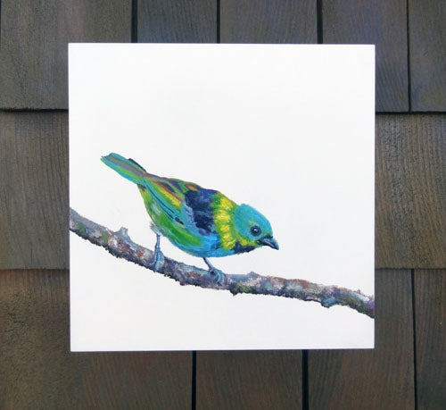 Green-Eared Tanager - Oil 12x12 - (previously part of Bainbridge Island Museum of Art solo summer exhibit 2018)