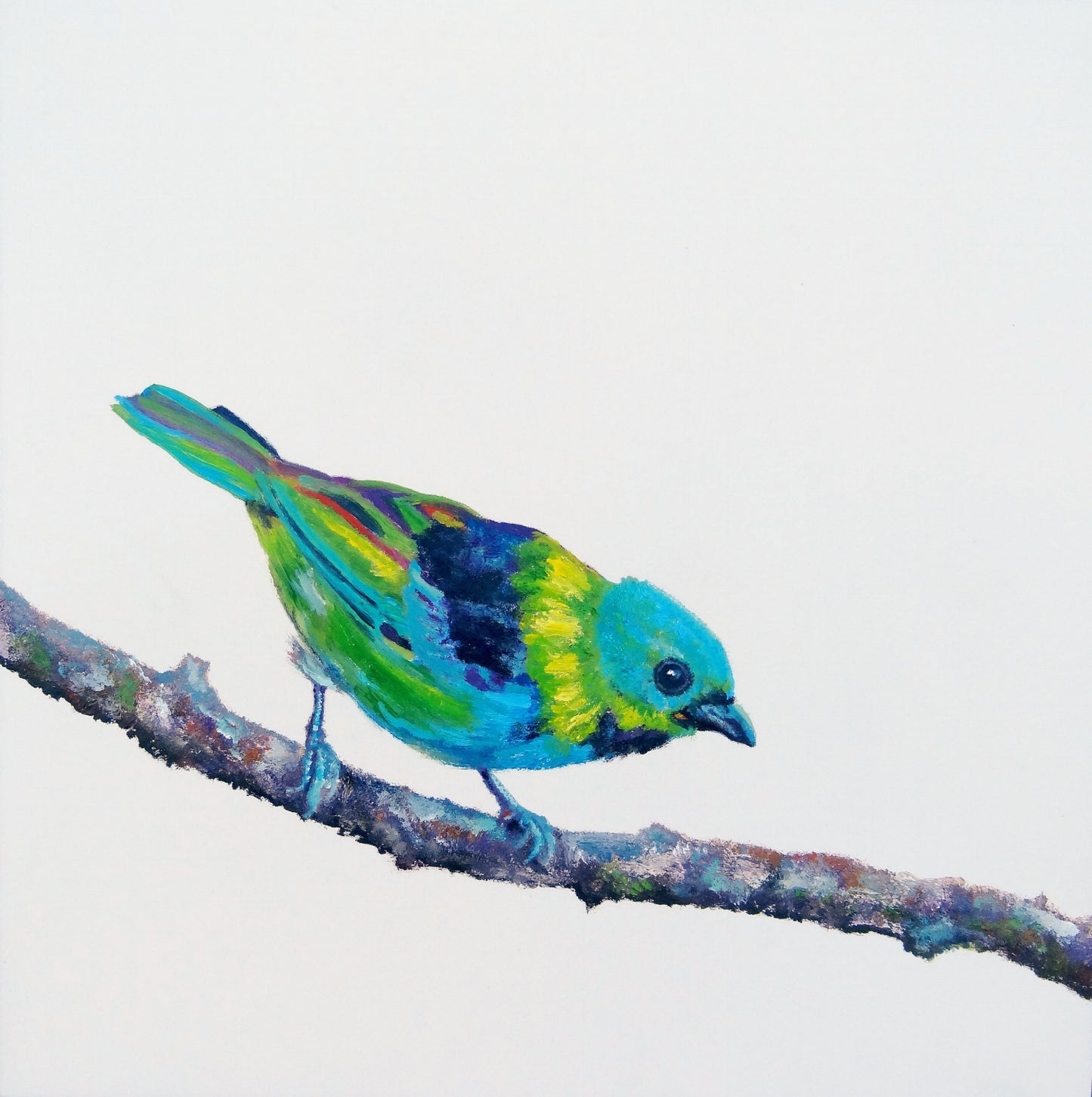 CARRIE GOLLER PRINTS - BIRDS - GREEN EARED TANAGER original oil, 12x12