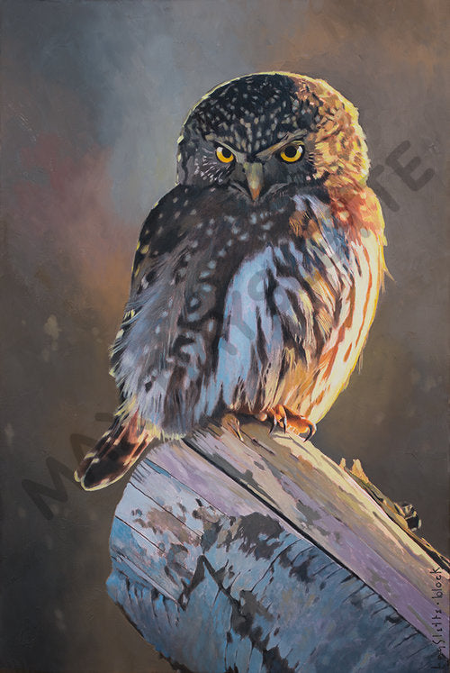 Prints available, original***SOLD***Northern Pygmy Owl 40x27, oil & mixed media HMOC 1361