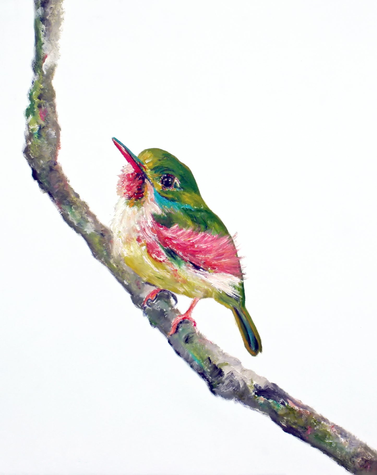 Havana - CARRIE GOLLER PRINTS - BIRDS