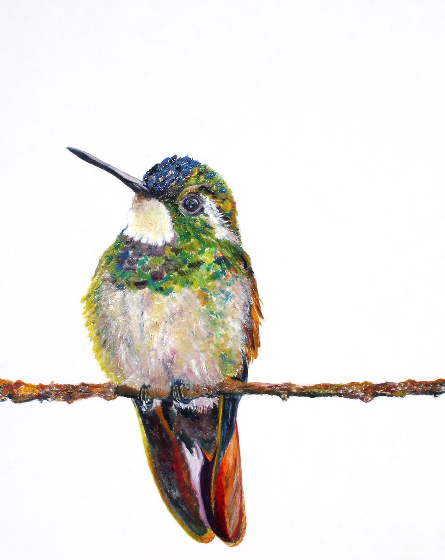 Hummer || - CARRIE GOLLER PRINT - BIRDS