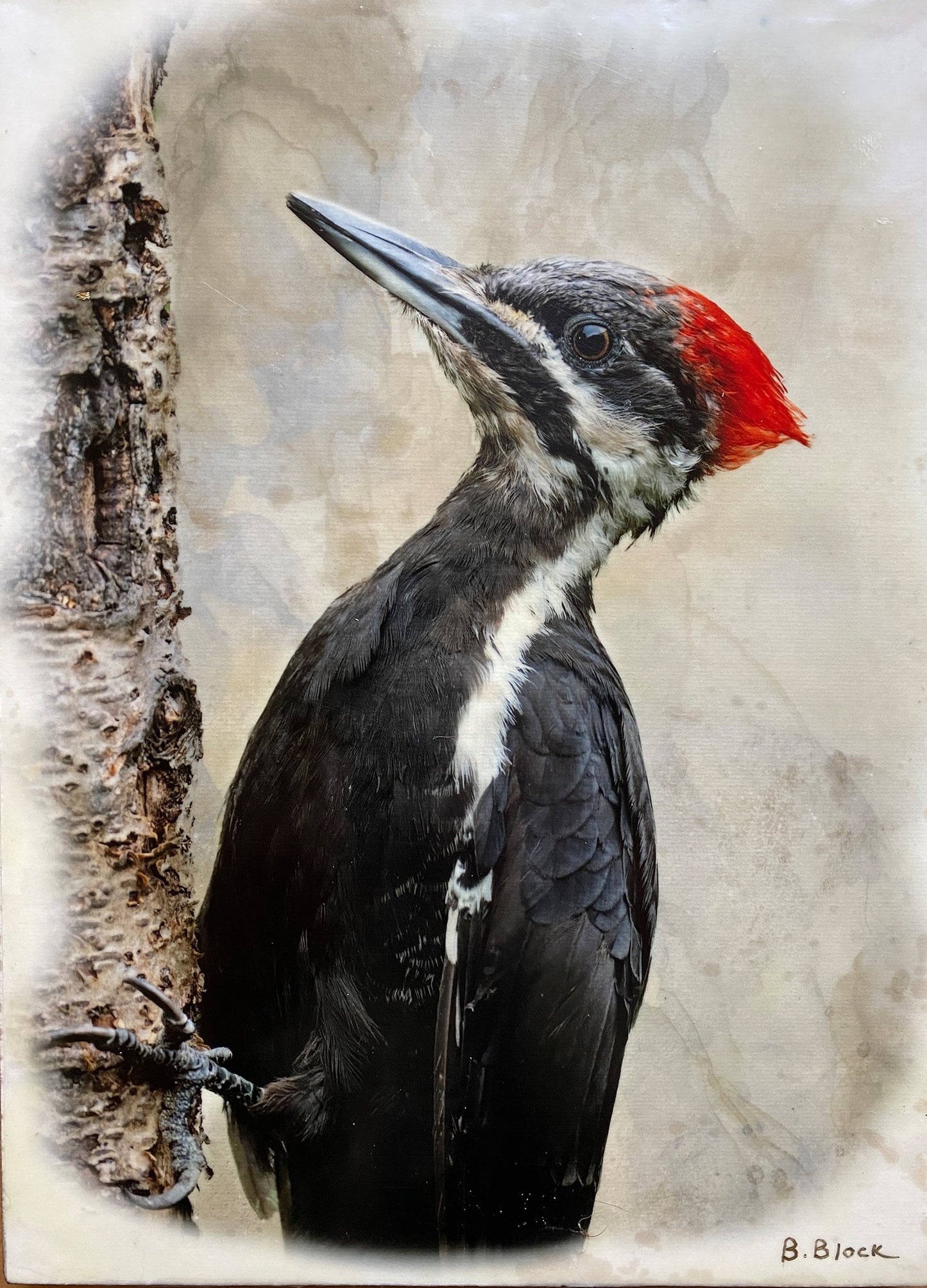 Bonnie Block - Pileated Woodpecker, 9x12 Fine Art Encaustic Photo on Wood Panel
