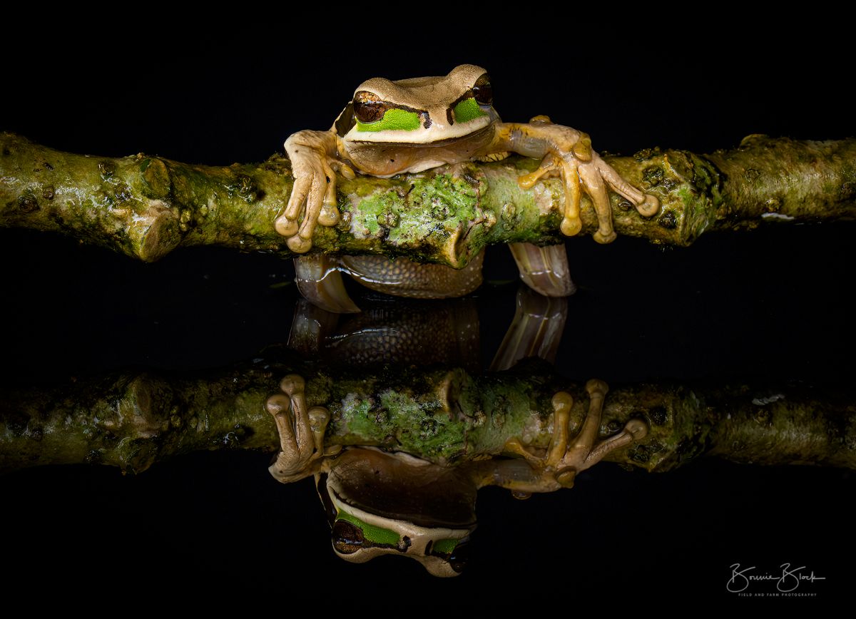 Bonnie Block - Masked Tree Frog, Costa Rica, Fine Art Photographic Print on Wood Panel, 9x12