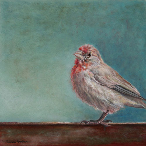 CARRIE GOLLER  PRINTS - BIRDS - NOMAD  original oil, 12x12