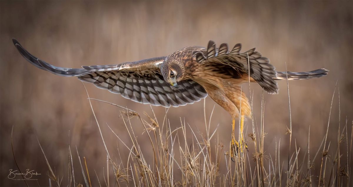 Bonnie Block - Northern Harrier, Fine Art Photographic Print on Wood Panel, 8x16