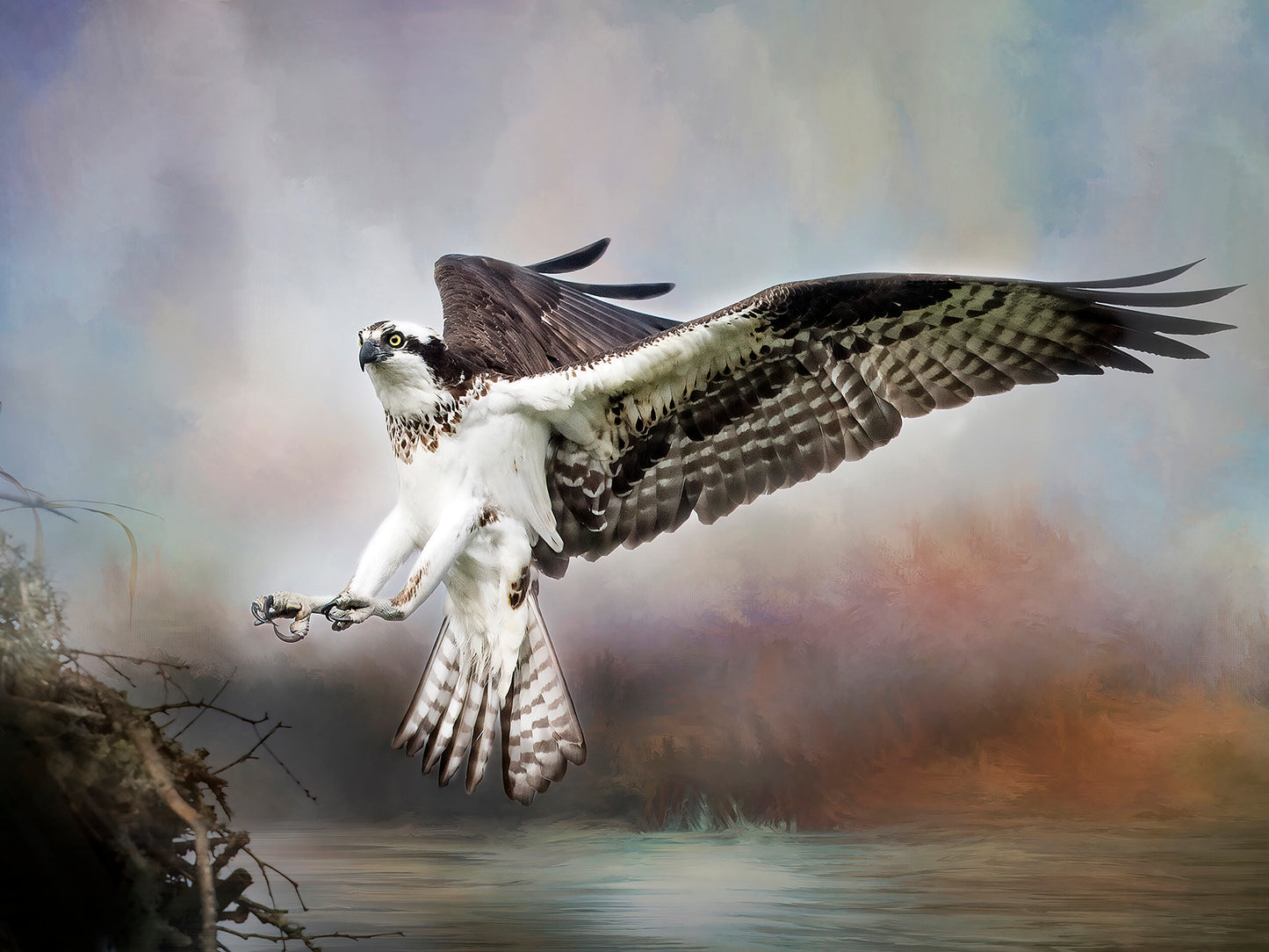 Bonnie Block - Osprey #9000, 9x12 Fine Art Encaustic Photo on Wood Panel