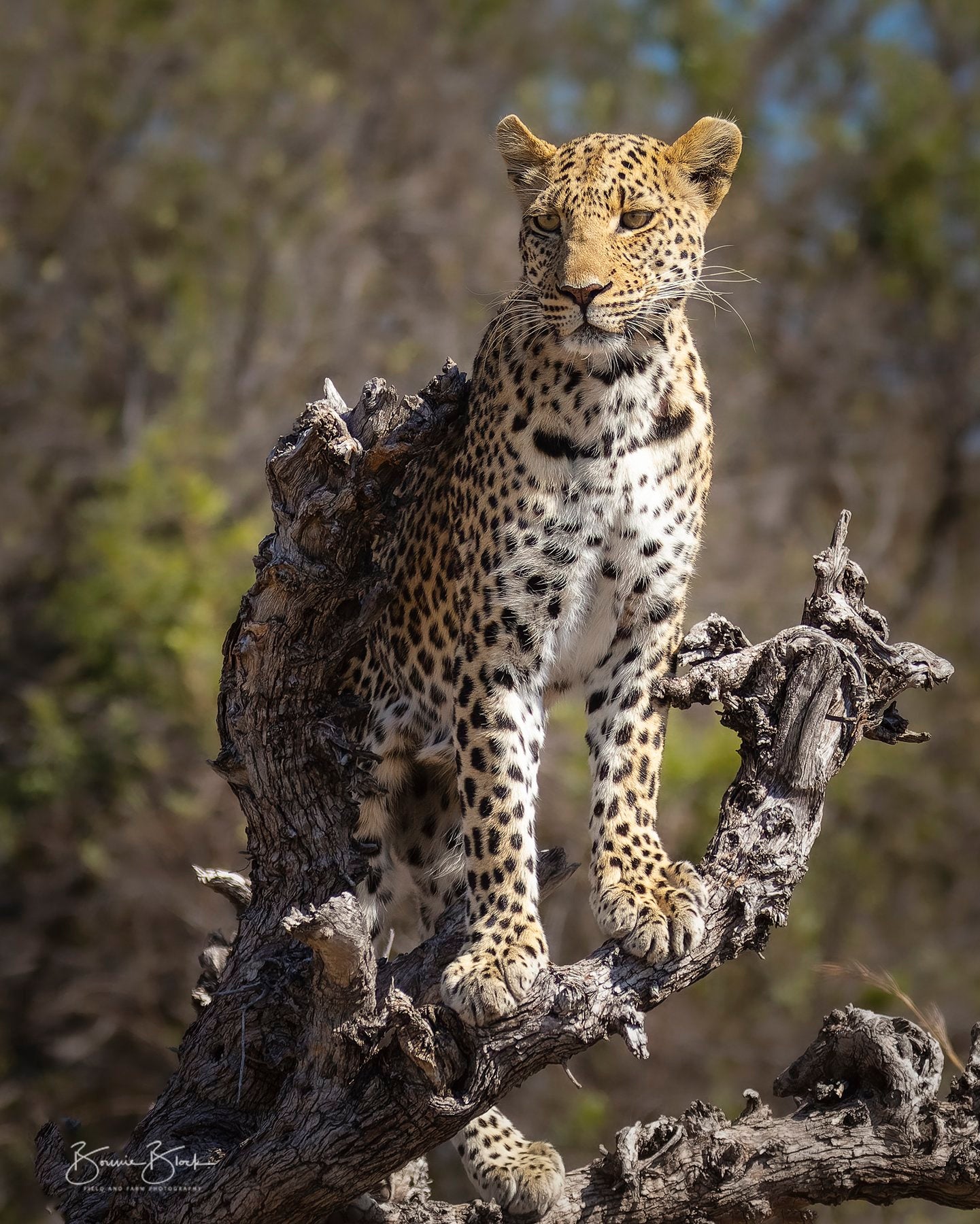 African Leopard - Tanzania, Africa