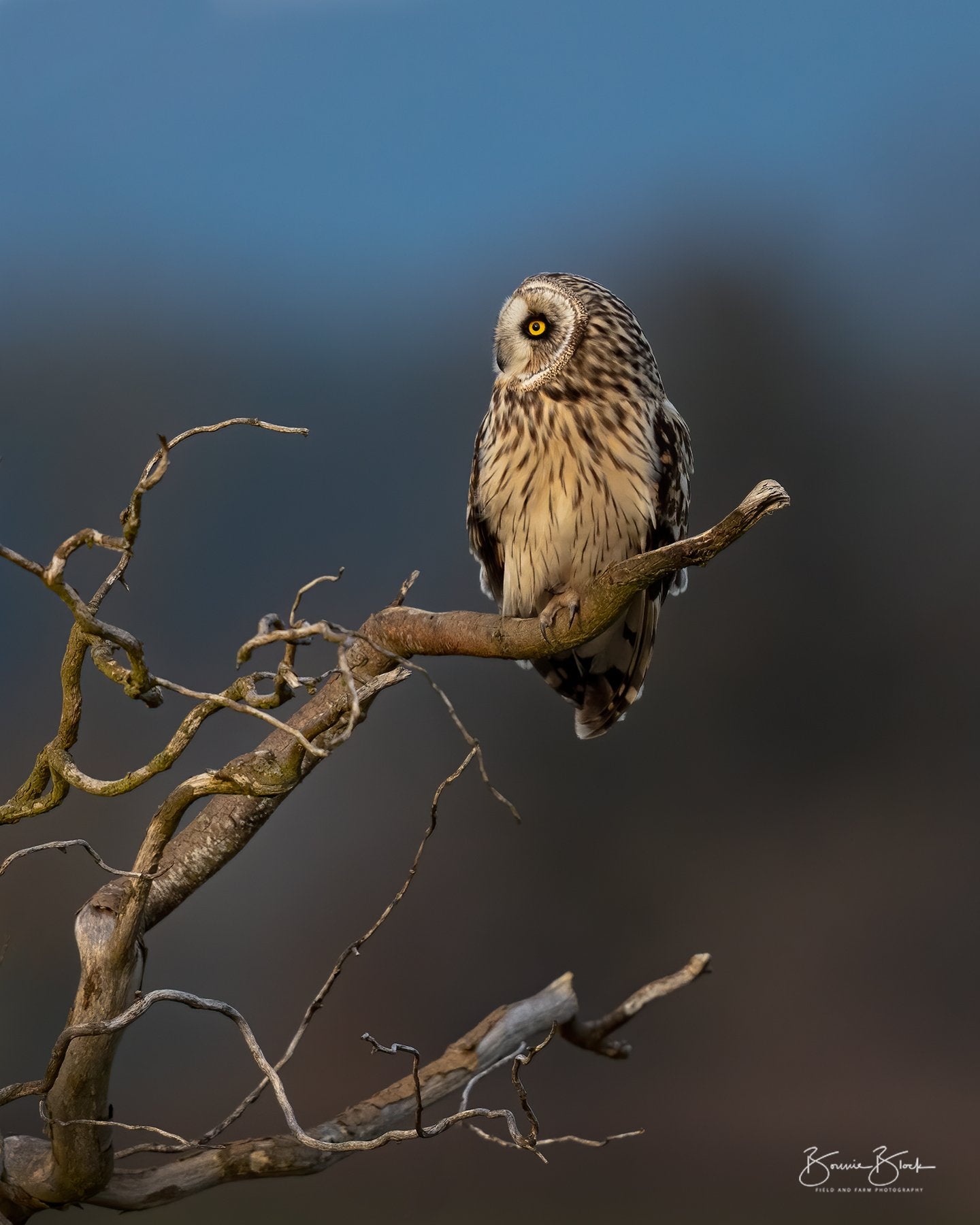Short Eared Owl No. 7