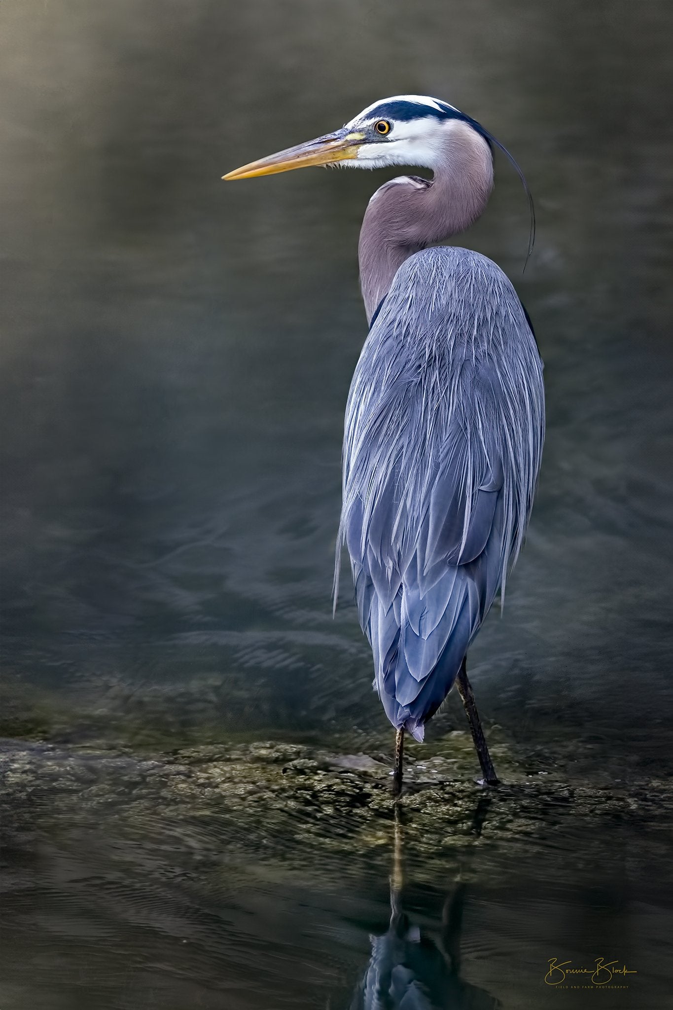 ***SOLD***Prints available, Bonnie Block - Great Blue Heron 18X12 Fine Art Encaustic Photo on Wood Panel