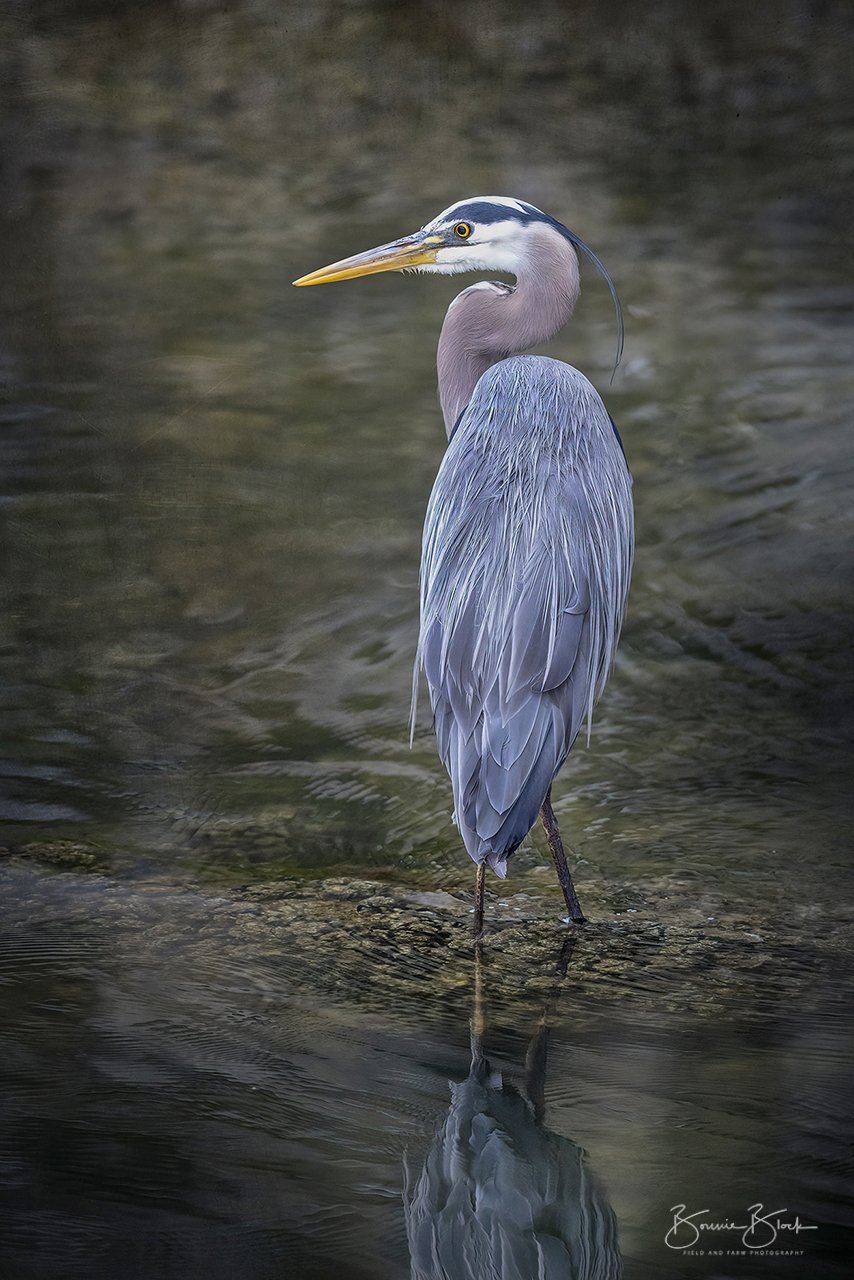 Great Blue Heron No. 1