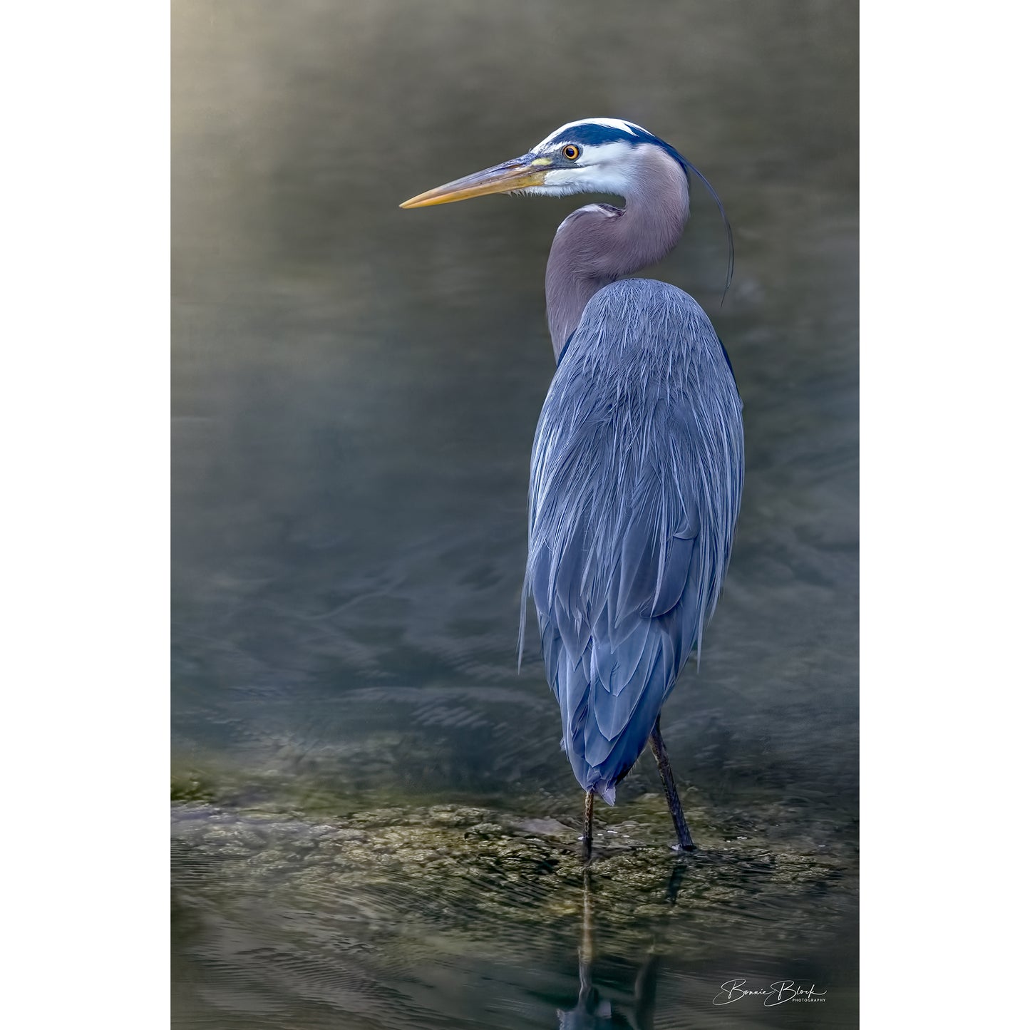 Bonnie Block - Great Blue Heron Portrait , Fine Art Photography on Metal Print, 18X12