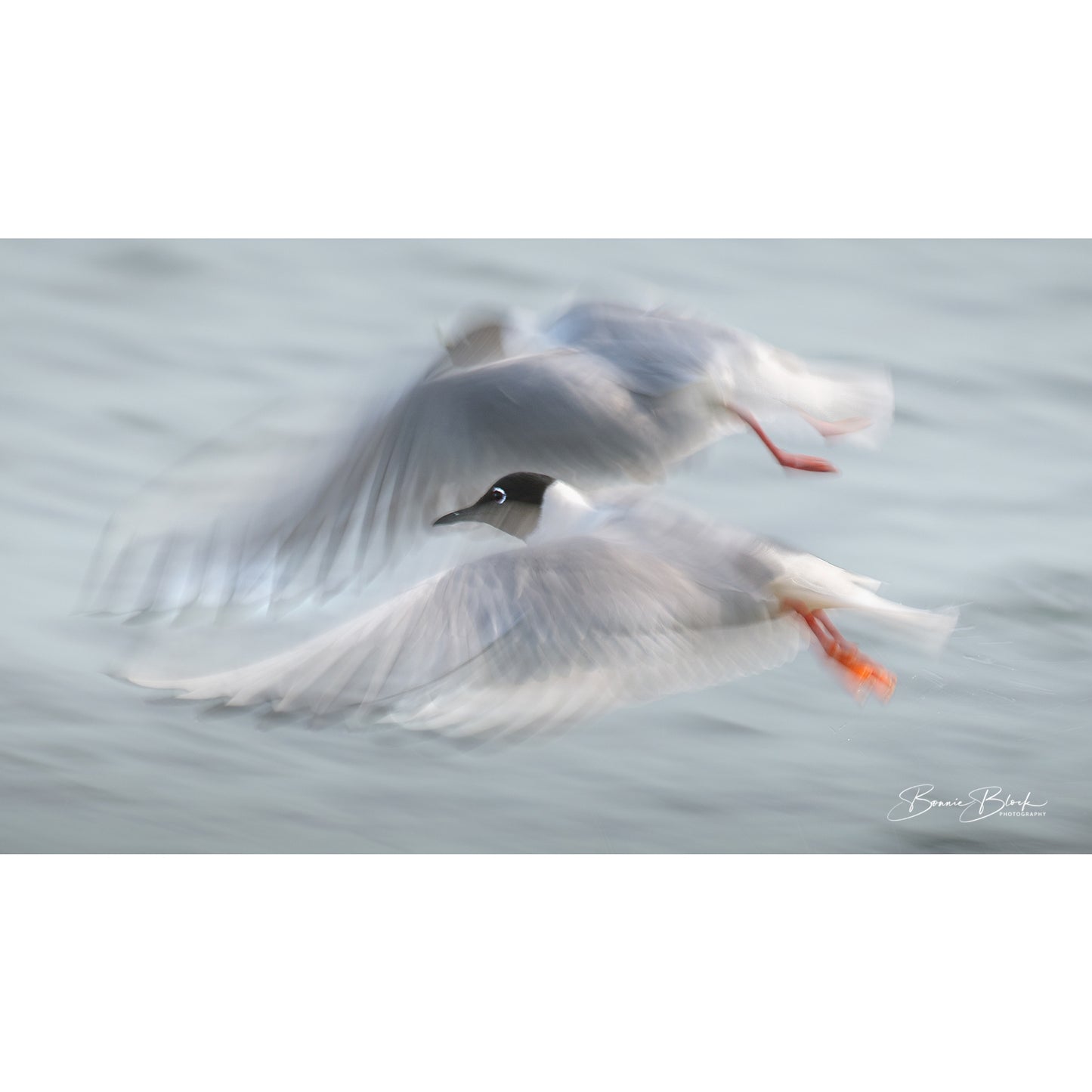 Bonnie Block - Bonapartes Gull, 8 x 12, Metal Print