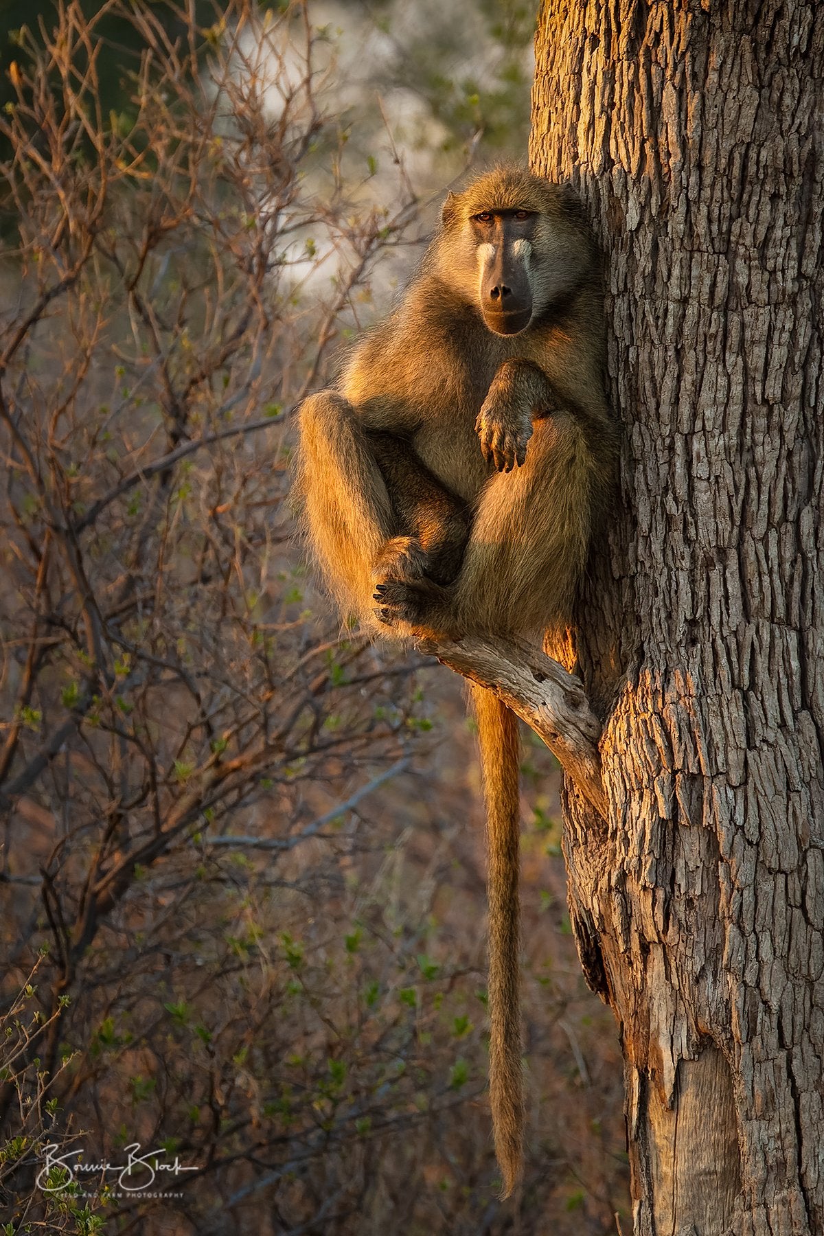 Baboon Sentry at Dawn - Botswana , Africa