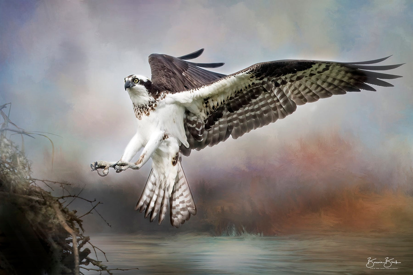 Osprey in Flight No. 1