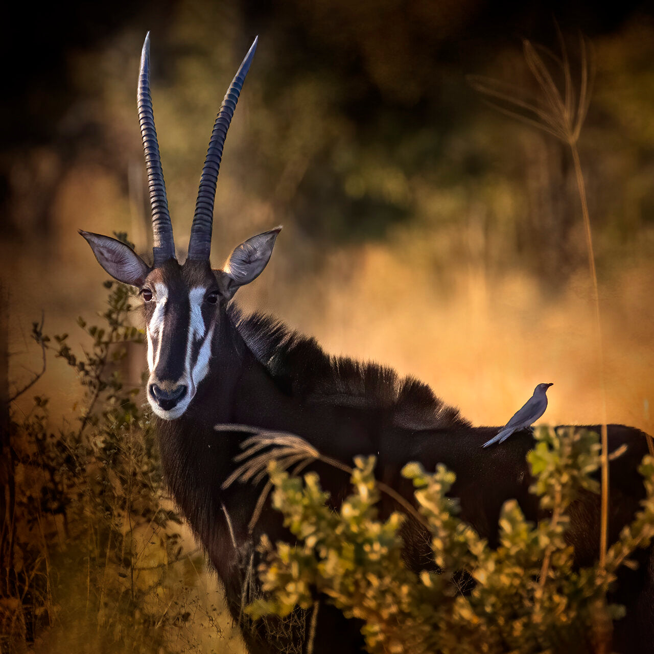 Prints available, original ***SOLD*** Bonnie Block - Sable Antelope and Oxpecker (Africa) 10x10 Fine Art Encaustic Photo on Wood Panel