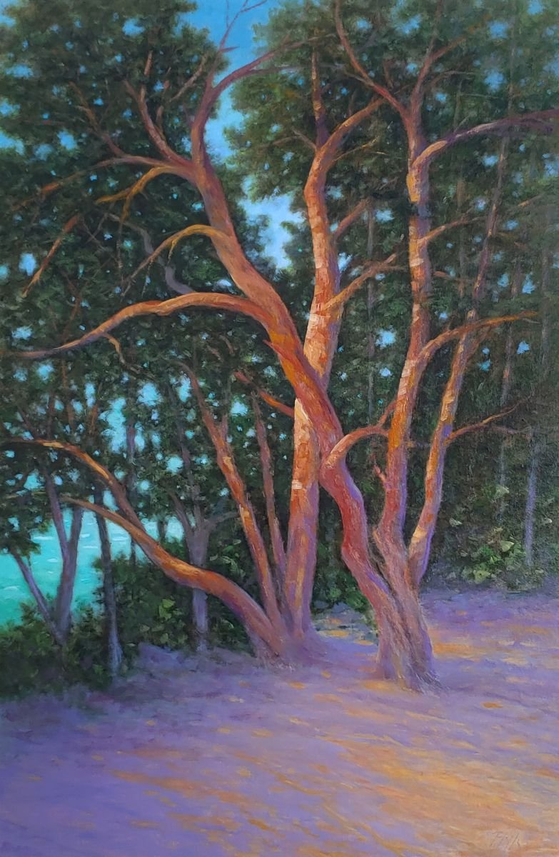 TIM PFEIFFER - Pacific Madrone, oil on 1 1/2" deep gallery wrap canvas , 30x20 (framed)