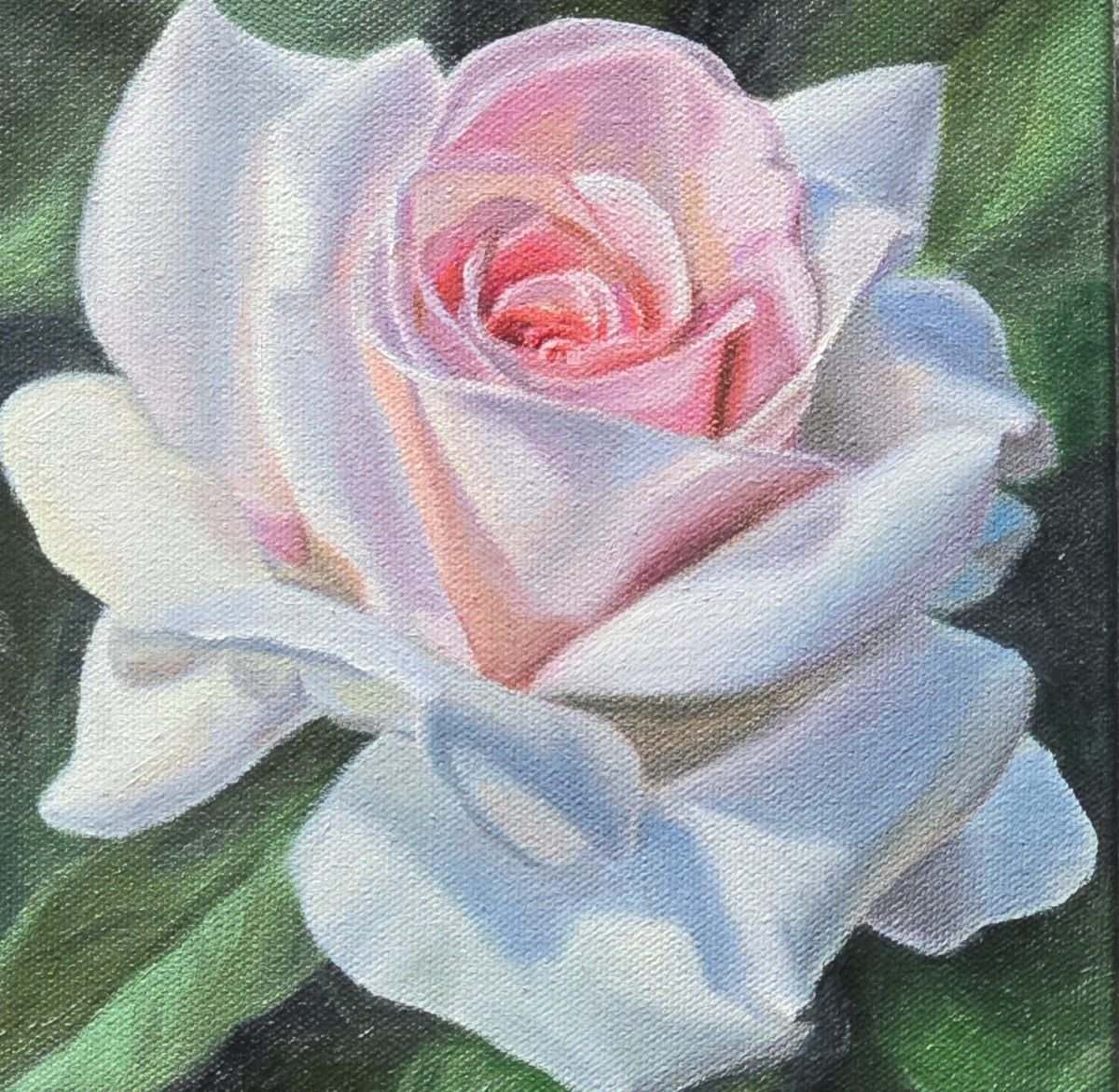 ***SOLD***Jody Yashenko - Pink Glow, Oil on gallery wrapped canvas, 8x8