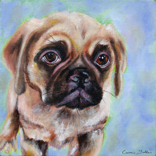 Carrie Goller - Pugsley, oil 10x10 (baby Pug)