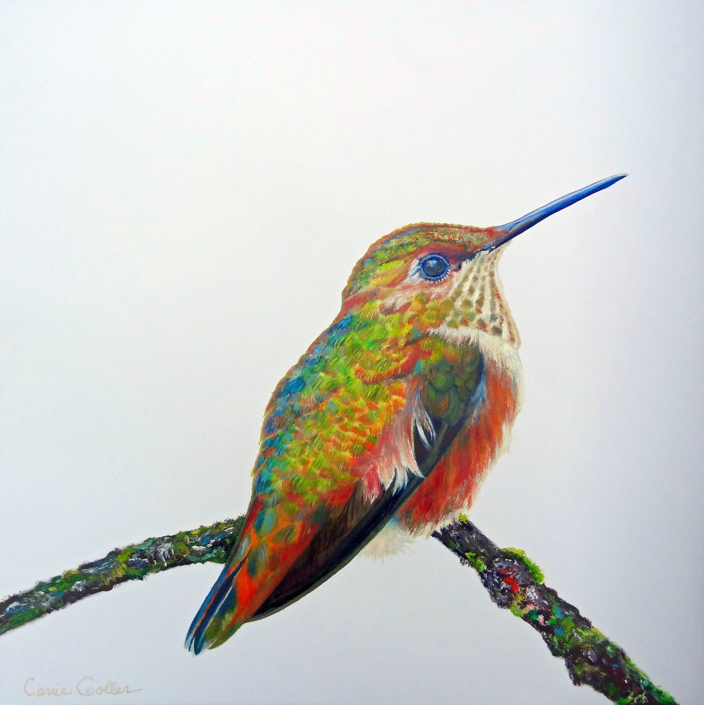 CARRIE GOLLER PRINTS - BIRDS - RUFUS  (Allen's Hummingbird)  original oil, 16x16