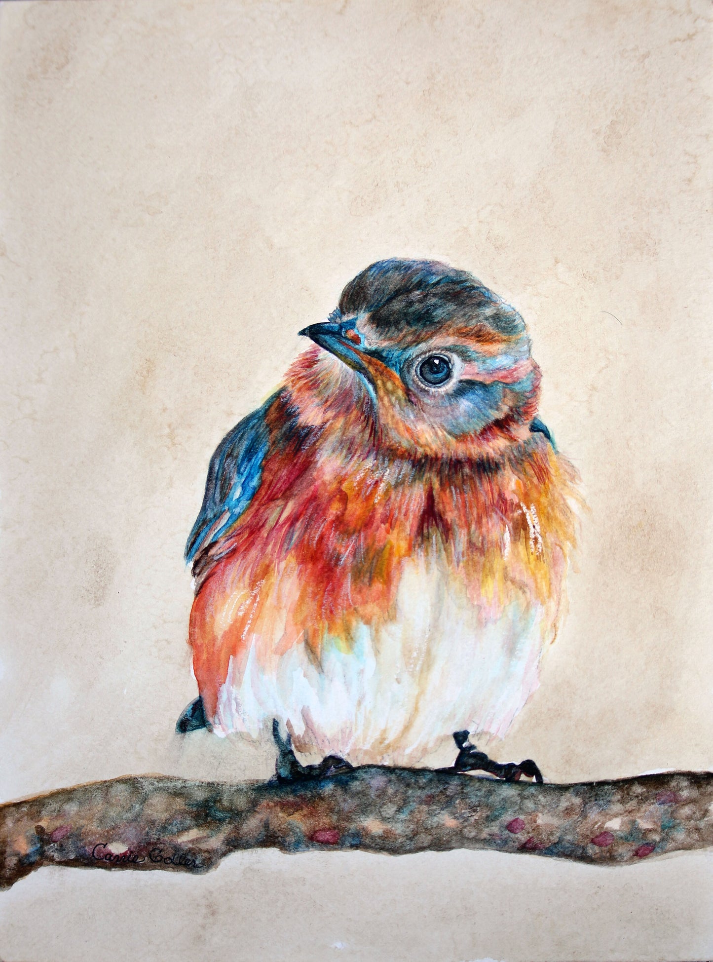 CARRIE GOLLER PRINTS - BIRDS - RUPERT      original watercolor, 8x10
