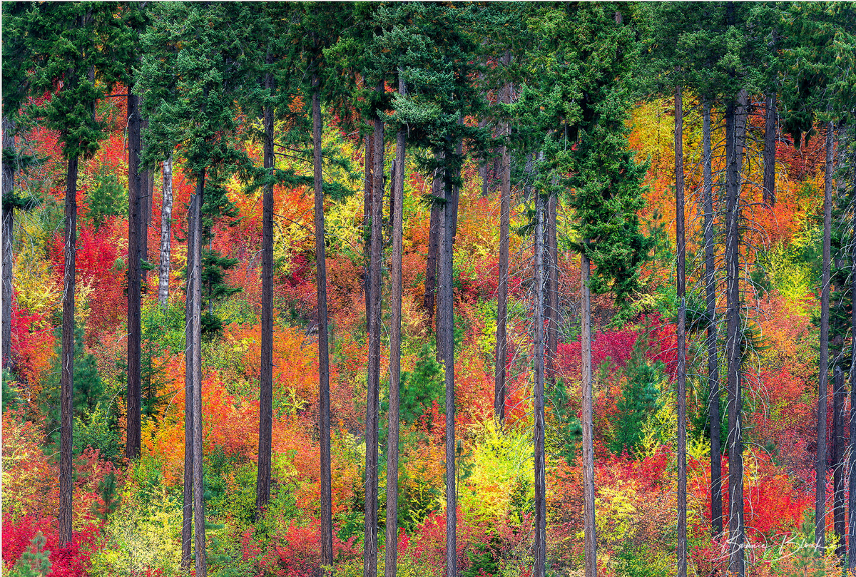 Bonnie Block - Autumn trees, Fine Art Photographic Print on metal Panel 16x20