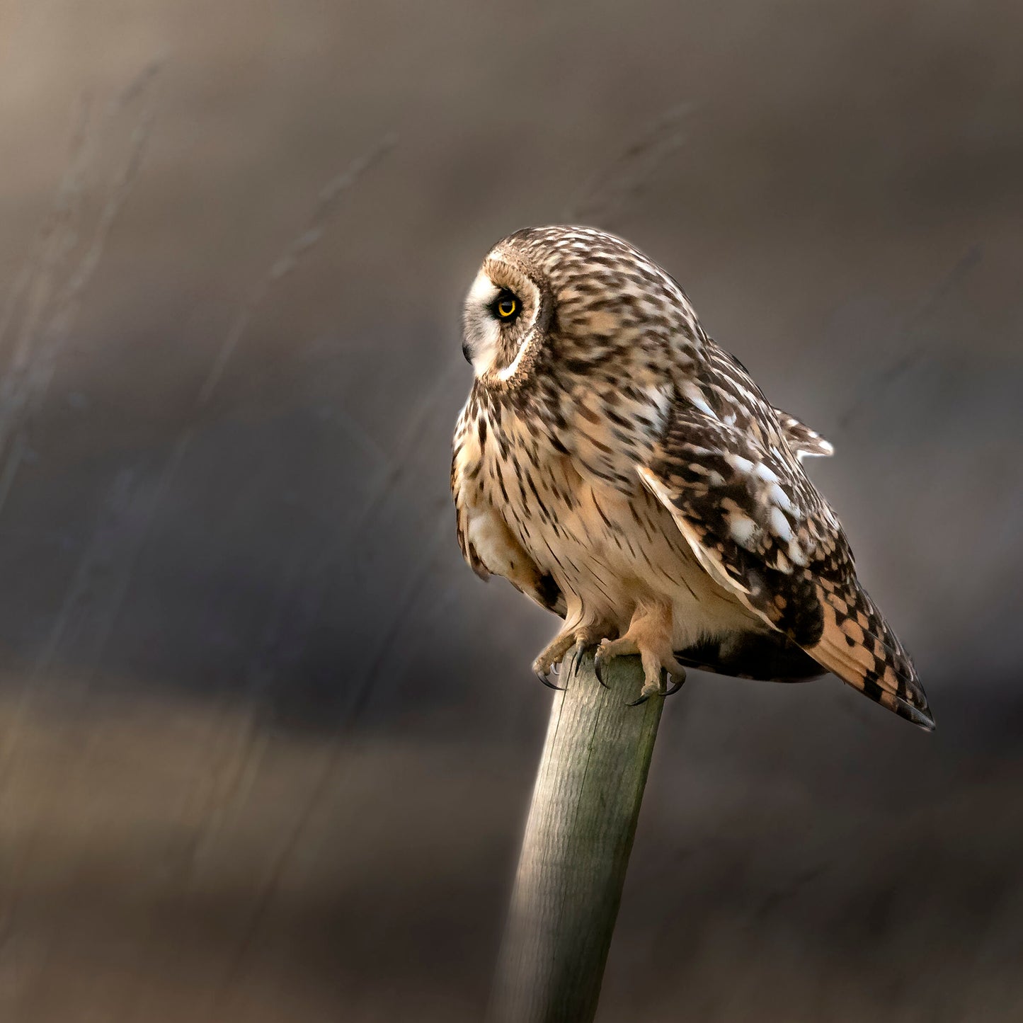 Prints available, original ***SOLD*** Bonnie Block - Short Eared Owl #9750, 10x10 Fine Art Encaustic Photo on Wood Panel