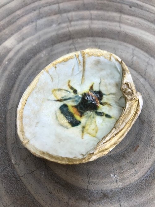 ***SOLD***Hood Canal Seashell - Small Bee Clam with 18k Gold Trim - Carrie Goller