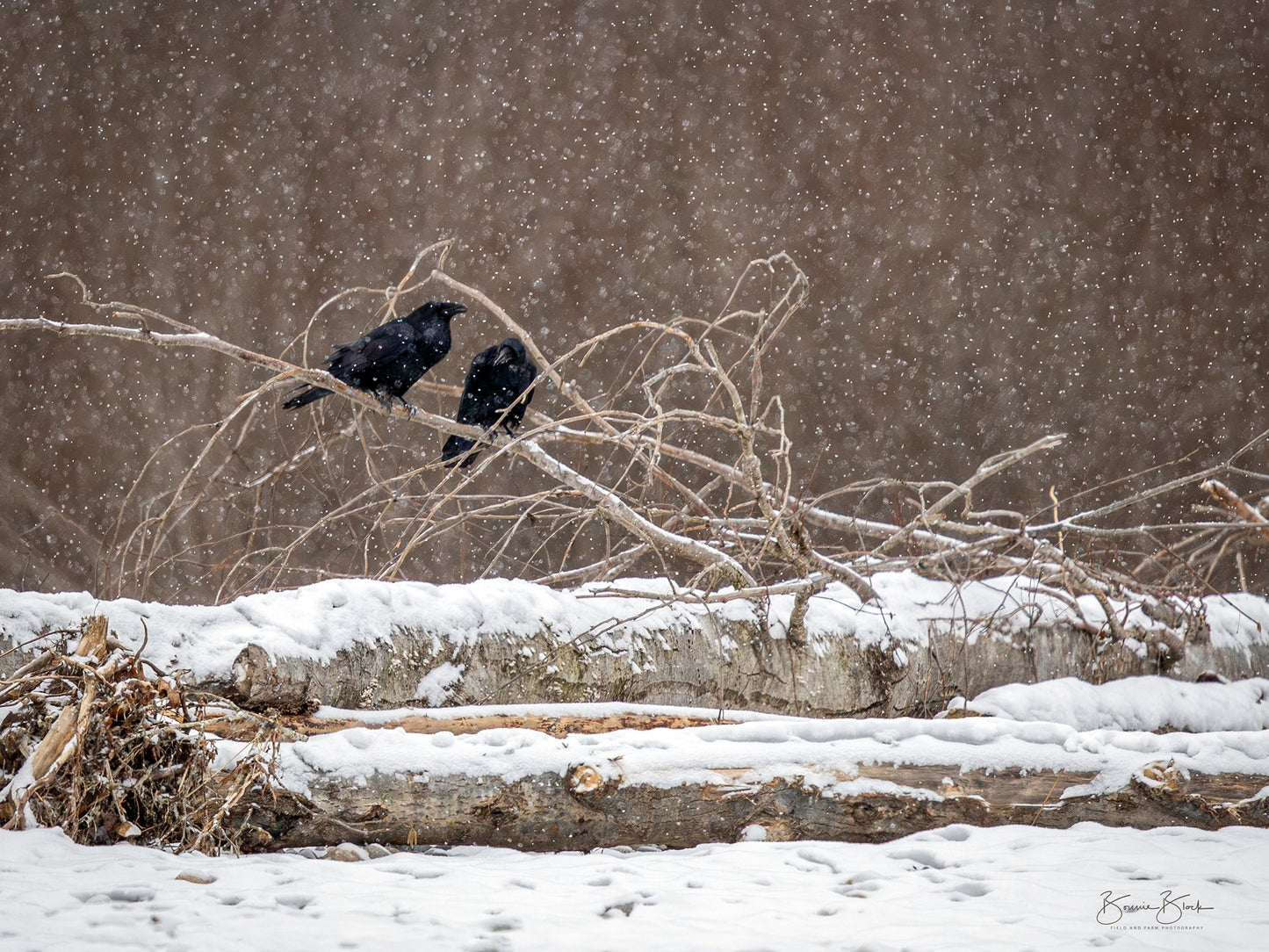 Bonnie Block -Ravens-Skagit River 9X12 Fine Art Encaustic Photo on Wood Panel**SOLD**